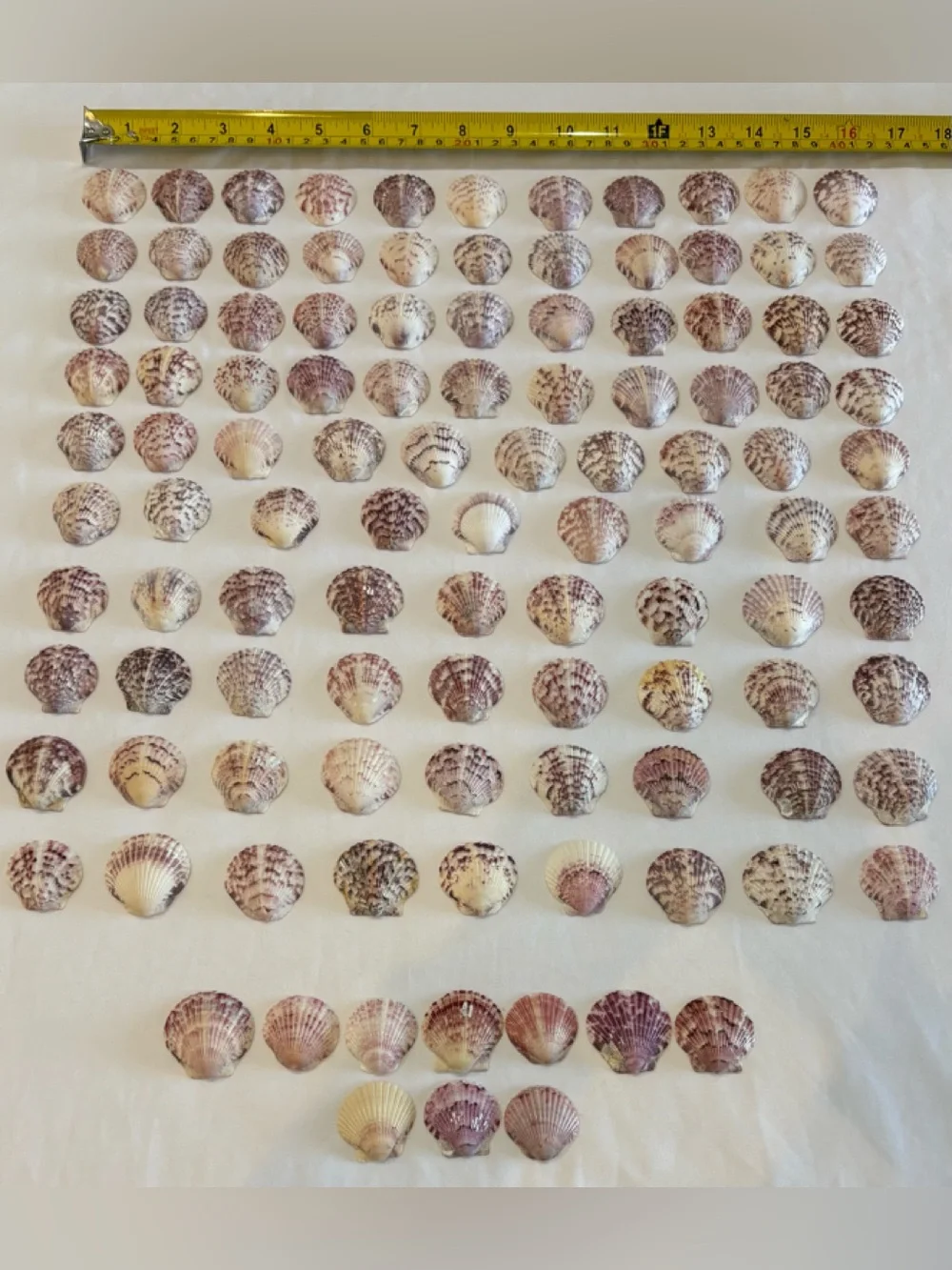 109 LOT SEA SHELLS SANIBEL FL.  SCALLOP 1.25 - 1.5 MIX COLORS CRAFT /COLLECT LOT